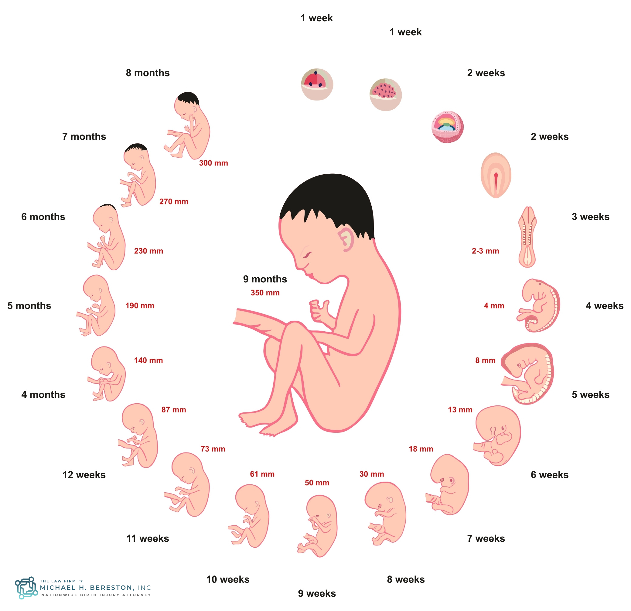 Fetus development formation stages.